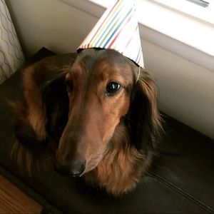 Meet your Posher, Kelsey